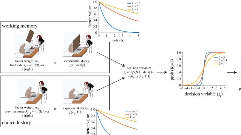 Longitudinal effects of early psychosocial deprivation on macaque executive function: Evidence from computational modelling